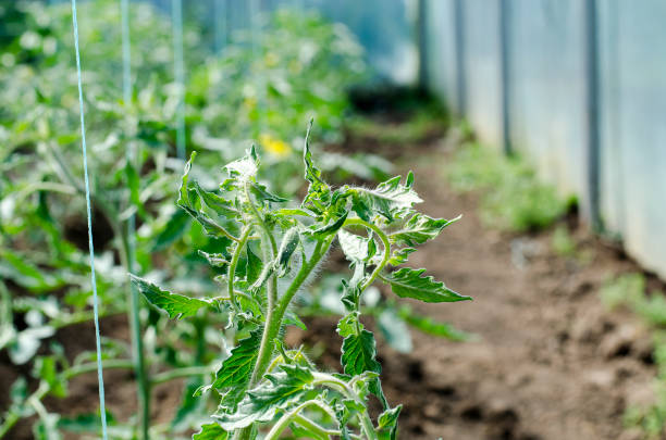 istock Newly planted tomato shoots in greenhouse 683293306