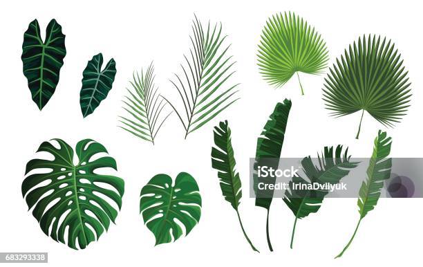 Vektor Tropischer Palmen Blätter Dschungel Blätter Set Stock Vektor Art und mehr Bilder von Blatt - Pflanzenbestandteile