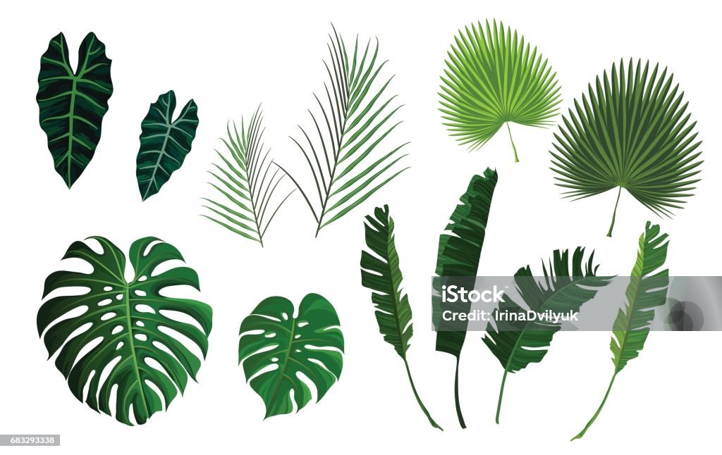 Hojas de Palma tropical Vector, selva hojas set - arte vectorial de Hoja libre de derechos
