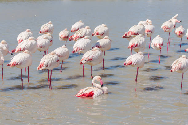 オオフラミンゴ、ピンクの鳥 - flamingo bird isolated animal leg ストックフォトと画像