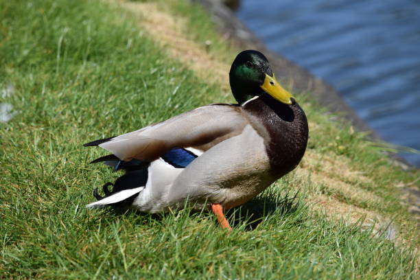 istock Male Mallard duck at water's edge 683296538