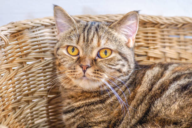 istock cat laying in the basket 683297166