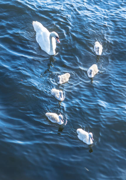 istock Swan family 683299694