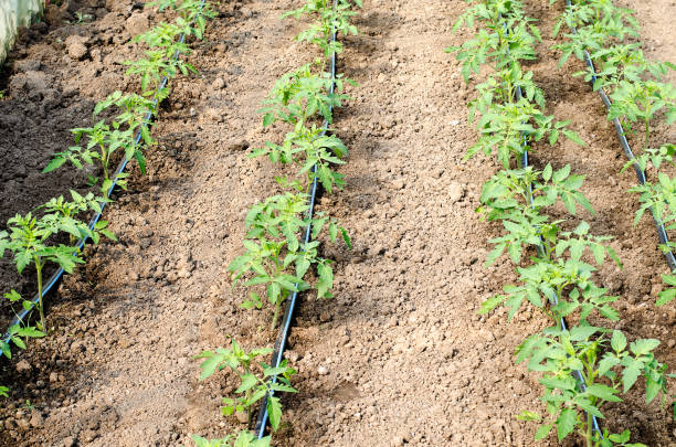 istock Newly planted tomato shoots in greenhouse 683299788