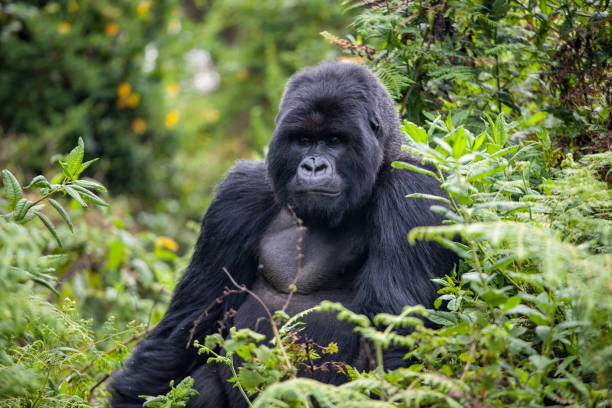 encore des gorilles du rwanda - gorilla safari animals wildlife photography photos et images de collection