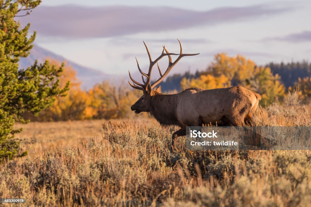 Alce toro in autunno - Foto stock royalty-free di Ambientazione esterna