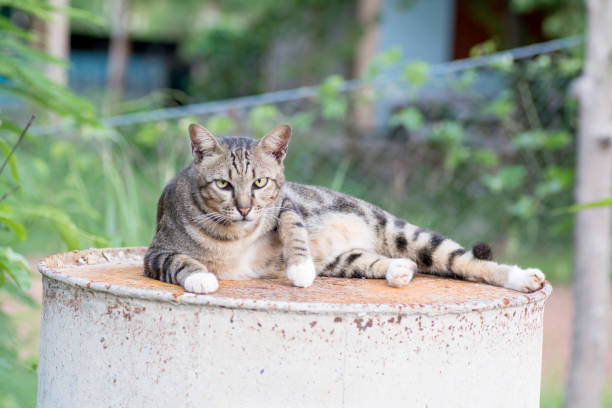 cat lies on the tank and looks stared.