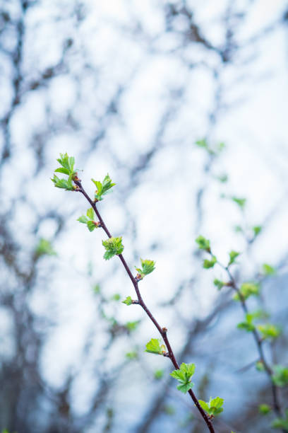 istock Hawthorn bush in the garden 683303454