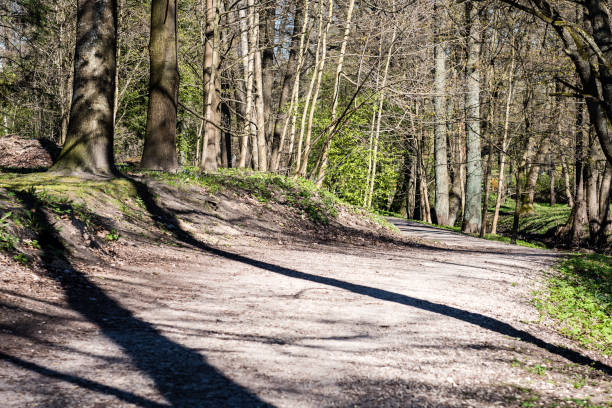 forest road with sun rays and shadowsin the morning in the countryside
