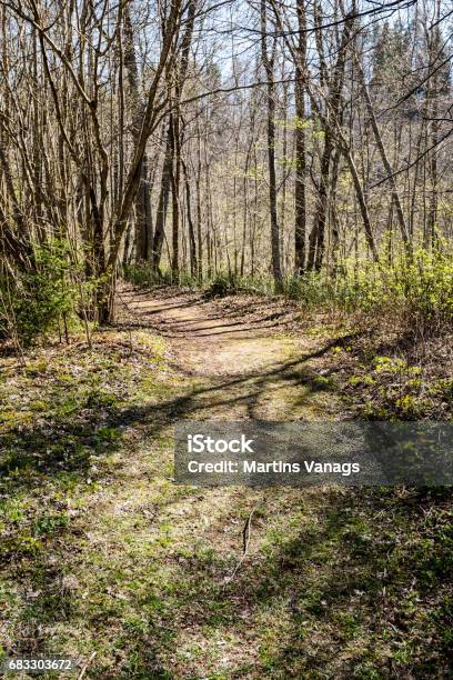 Strada Forestale Con Raggi Del Sole Al Mattino - Fotografie stock e altre immagini di Acqua - Acqua, Albero, Ambientazione esterna