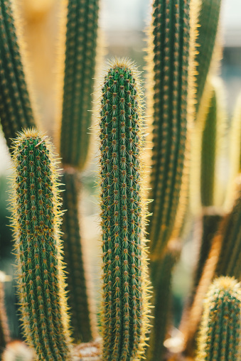Various species of columnar cacti photographed as background. They have different spines, ribs and structure. The focus is on the foreground and the background is defocused with a lot of copy space.