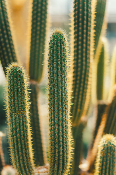 Cactus background Sunset cactus background cactus plant needle pattern stock pictures, royalty-free photos & images