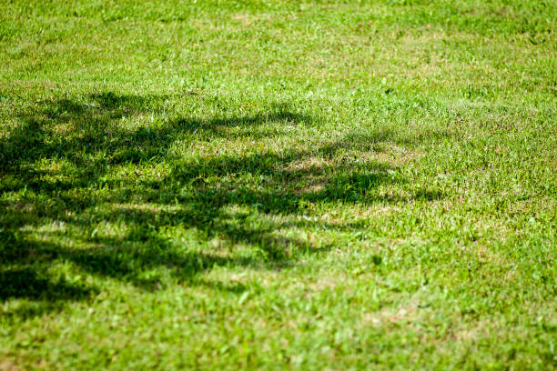 istock sunny meadow with flowers and green grass 683303788