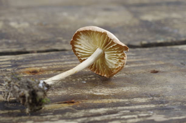 edible mushroom edible mushroom om wooden board marasmius oreades mushrooms stock pictures, royalty-free photos & images