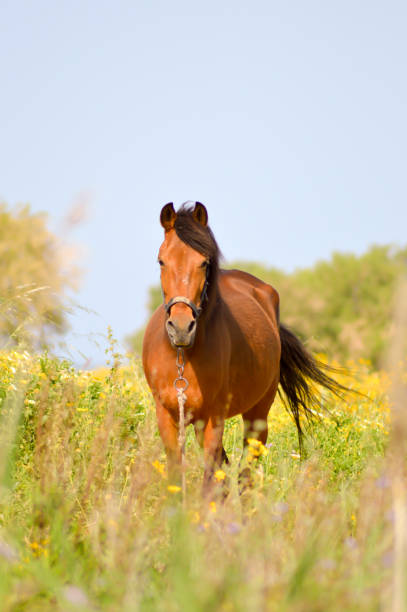 istock Brown horse in a meadow filled 683304252