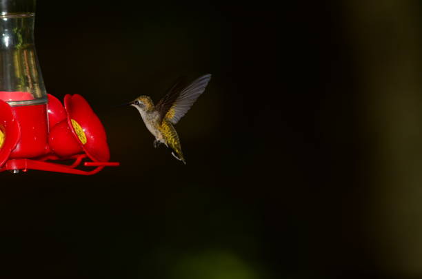 istock Angled back view of iridescent green/gold hovering Hummingbird next to feeder 683310770