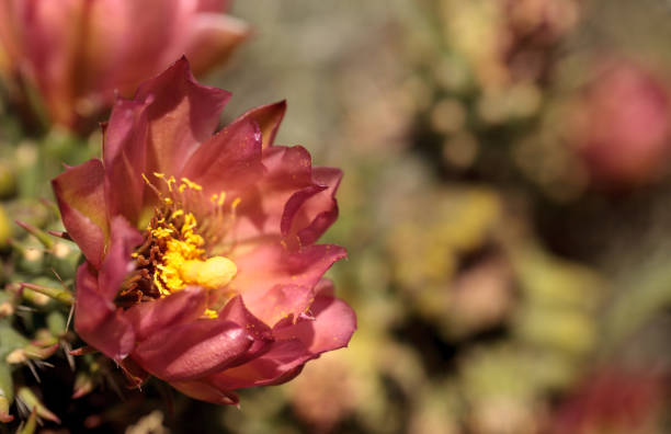 istock Purple flower on a ford barrel cactus, Ferocactus fordii 683310910