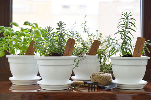 Fresh herbs in pot on windowsill. Shallow dof