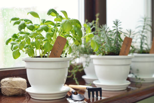 fresh basil herb in pot - window sill imagens e fotografias de stock