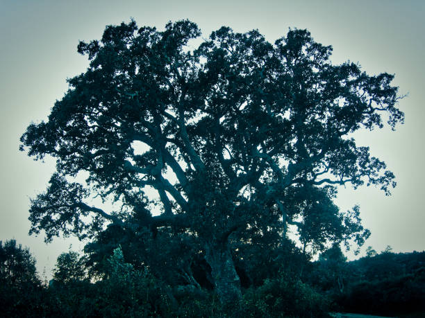 grande árvore misteriosa - oak tree tree grass hdr - fotografias e filmes do acervo