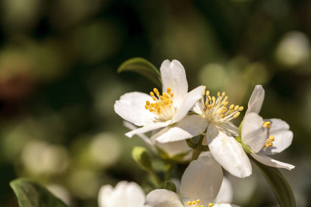 istock White mock orange blossom flowers, Philadelphus lewisii 683313162