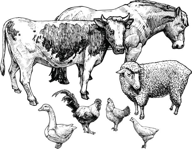 ilustraciones, imágenes clip art, dibujos animados e iconos de stock de ilustración de animales de granja - draft horse