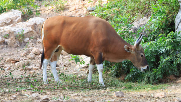 istock close up of Banteng (Bos javanicus) 683316142