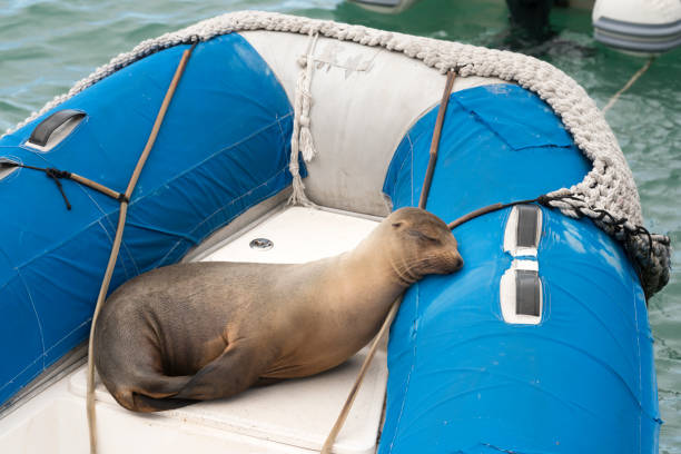 Funny shot of a seal sleeping on a boat. Galapagos Islands, Ecuador. Nikon D810. Converted from RAW