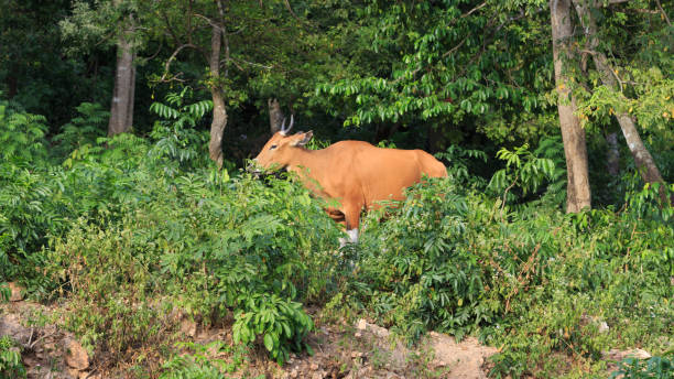 istock close up of Banteng (Bos javanicus) 683316242
