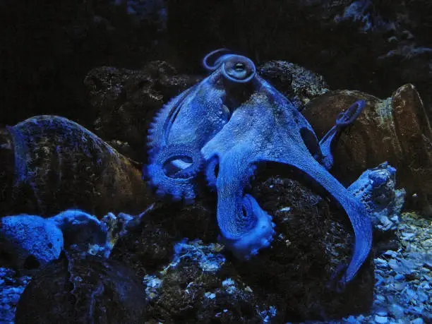 Photo of octopus tinted in blue color thanks to aquarium illumination
