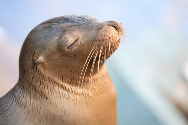 Cute portrait of a young seal sleeping in the morning sun. Nikon D810. Converted from RAW.