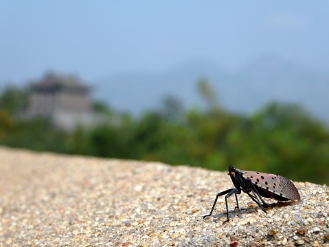 A small insect resting on the Great Wall of China
