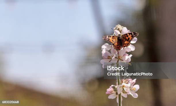 Painted Lady Butterfly Vanessa Cardui Stock Photo - Download Image Now - Animal Wing, Butterfly - Insect, California