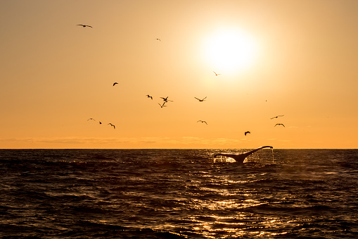 Humpback Whale in Monterey, California