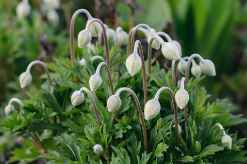Anemone sylvestris. Snow-white buds of flowers against the background of green leaves.