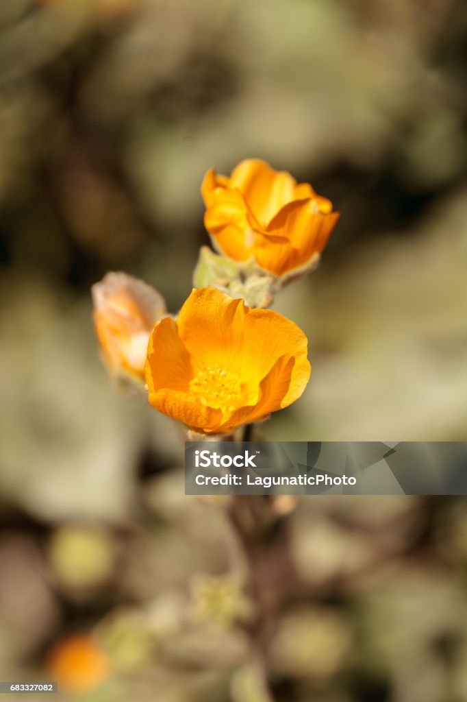 Yellow flower on Palmer's Indian mallow, Abutilon palmeri Yellow flower on Palmer's Indian mallow, Abutilon palmeri, blooms in a butterfly garden in spring in Southern California, USA Flower Stock Photo