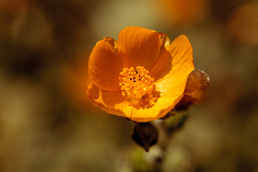 Yellow flower on Palmer's Indian mallow, Abutilon palmeri, blooms in a butterfly garden in spring in Southern California, USA