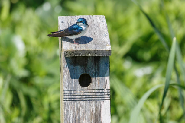 Tree Swallow (tachycineta bicolor) perched a broken branch