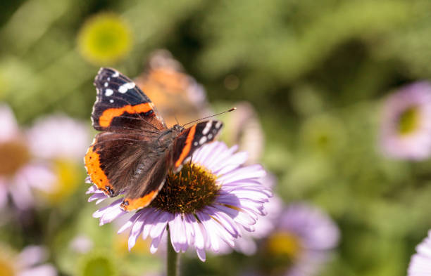 istock Red admiral butterfly, Vanessa atalanta 683329928