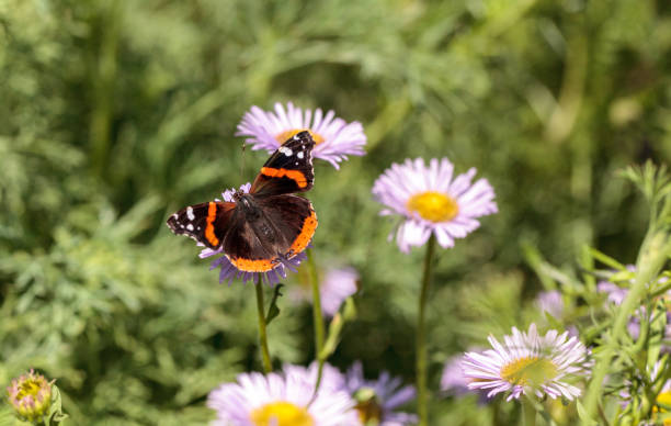 istock Red admiral butterfly, Vanessa atalanta 683329954