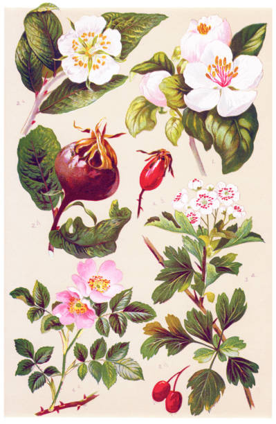 약 및 초본 식물 - hawthorn flower old fashioned botany stock illustrations