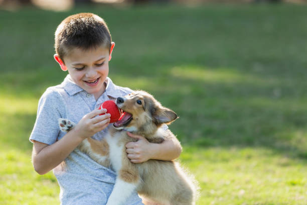 chłopiec gra pobrać z sheltie szczeniaka w parku - puppy dog toy outdoors zdjęcia i obrazy z banku zdjęć