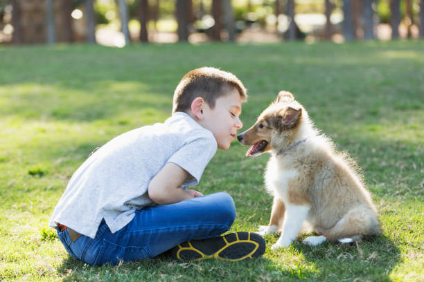 istock Boy playing with sheltie puppy in park 683332544