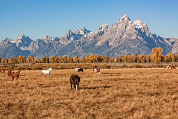 istock Tetons and Horses in Fall 683332584