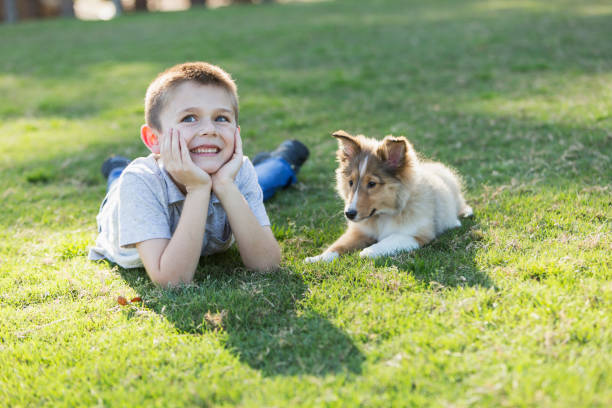 istock Boy lying on grass with sheltie puppy 683332608
