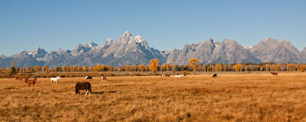 istock Tetons and Horses in Fall 683332618