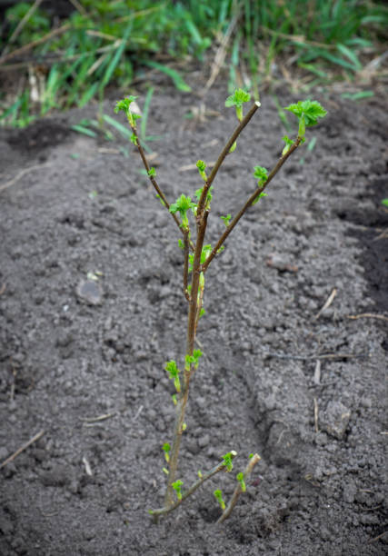 istock Currant bush in the garden 683332626