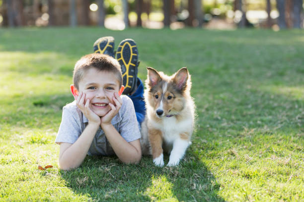 istock Boy lying on grass with sheltie puppy 683332836