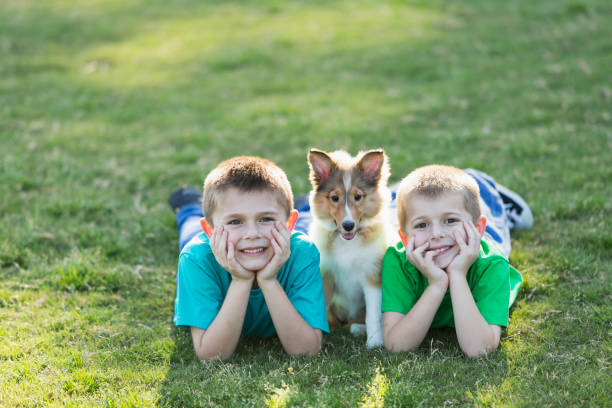 istock Two boys lying on grass with sheltie puppy 683332842