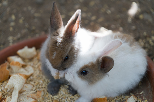 Two rabbits sitting, eating food.